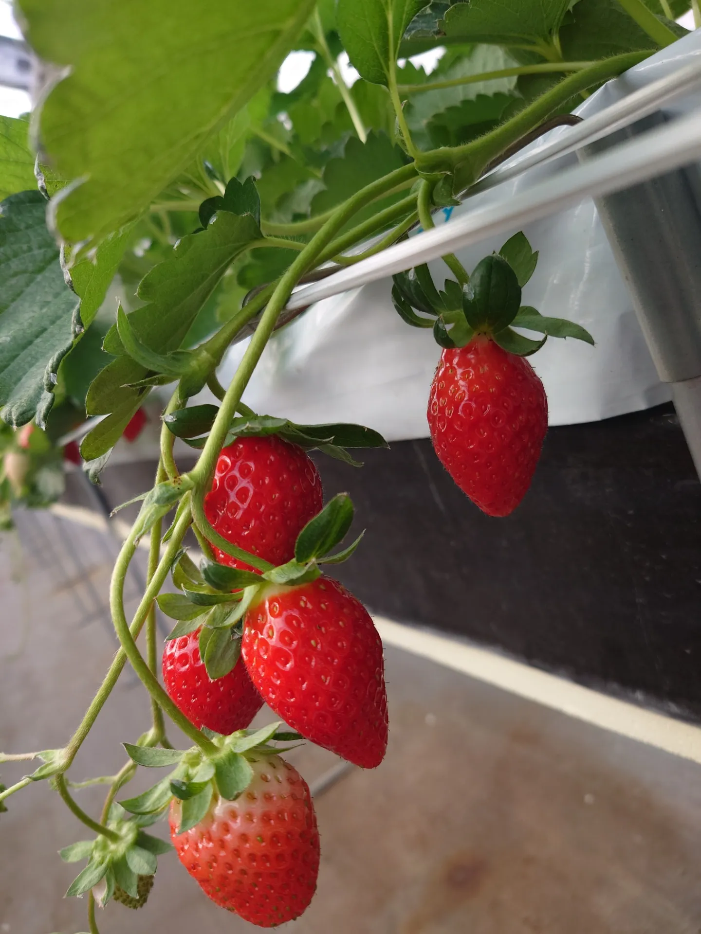  いちご狩りスタート🍓